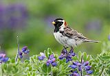 Lapland Longspur